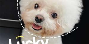 从怕狗到当狗妈：我和 Lucky 的双向治愈之旅
